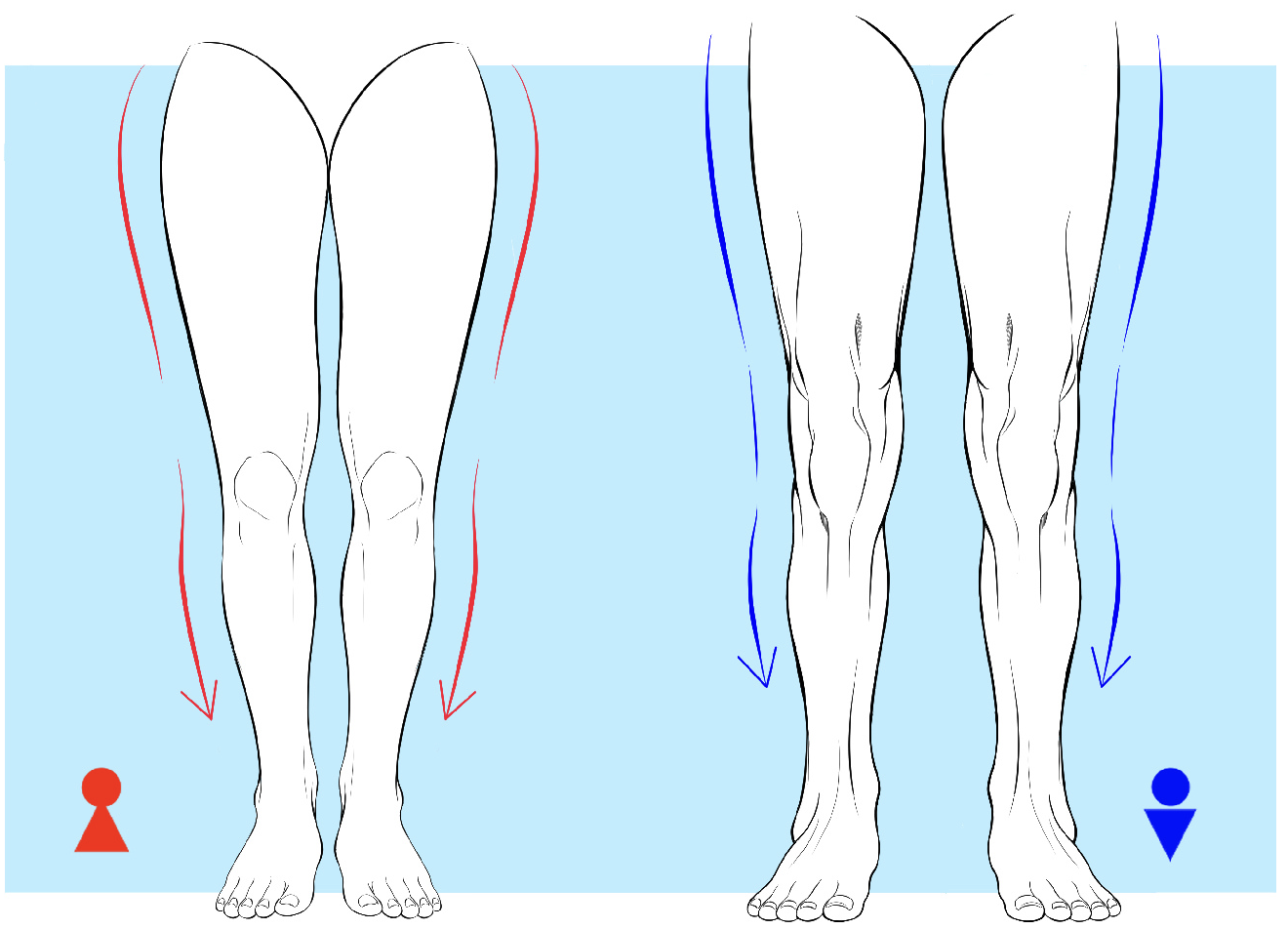 足の描き方解説!足の構造を理解して理想の足を描こう