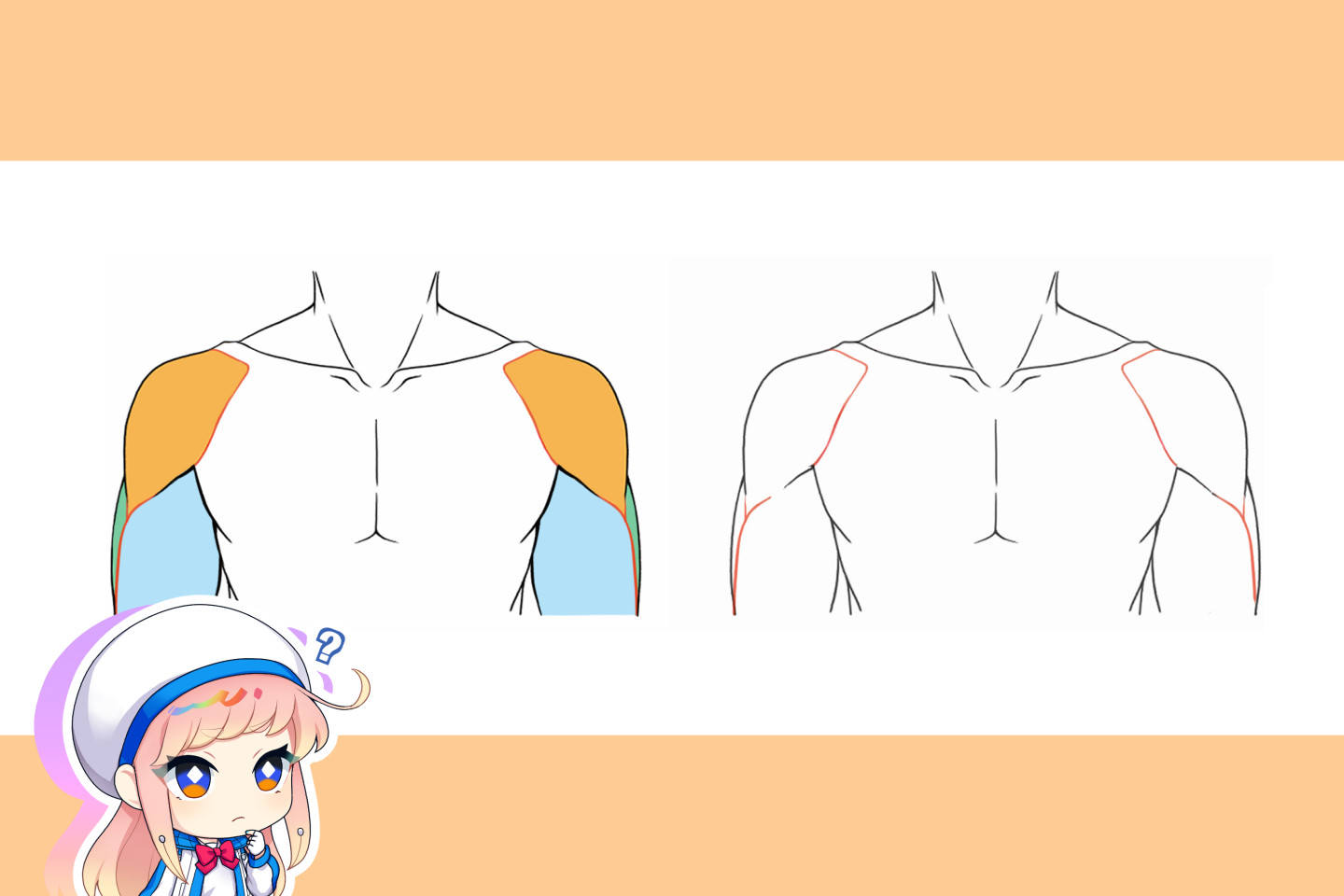 肩の構造を知ろう