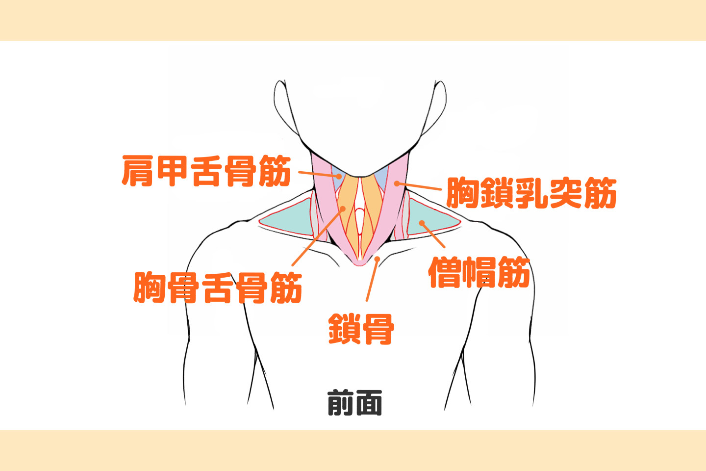 肩の繋がりと連動を知ろう