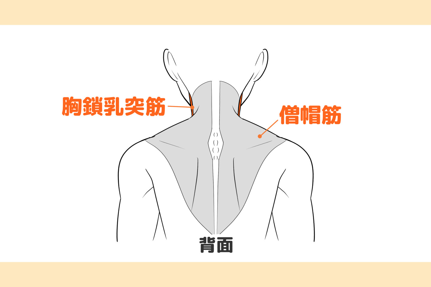 首の付き方、繋がりについて