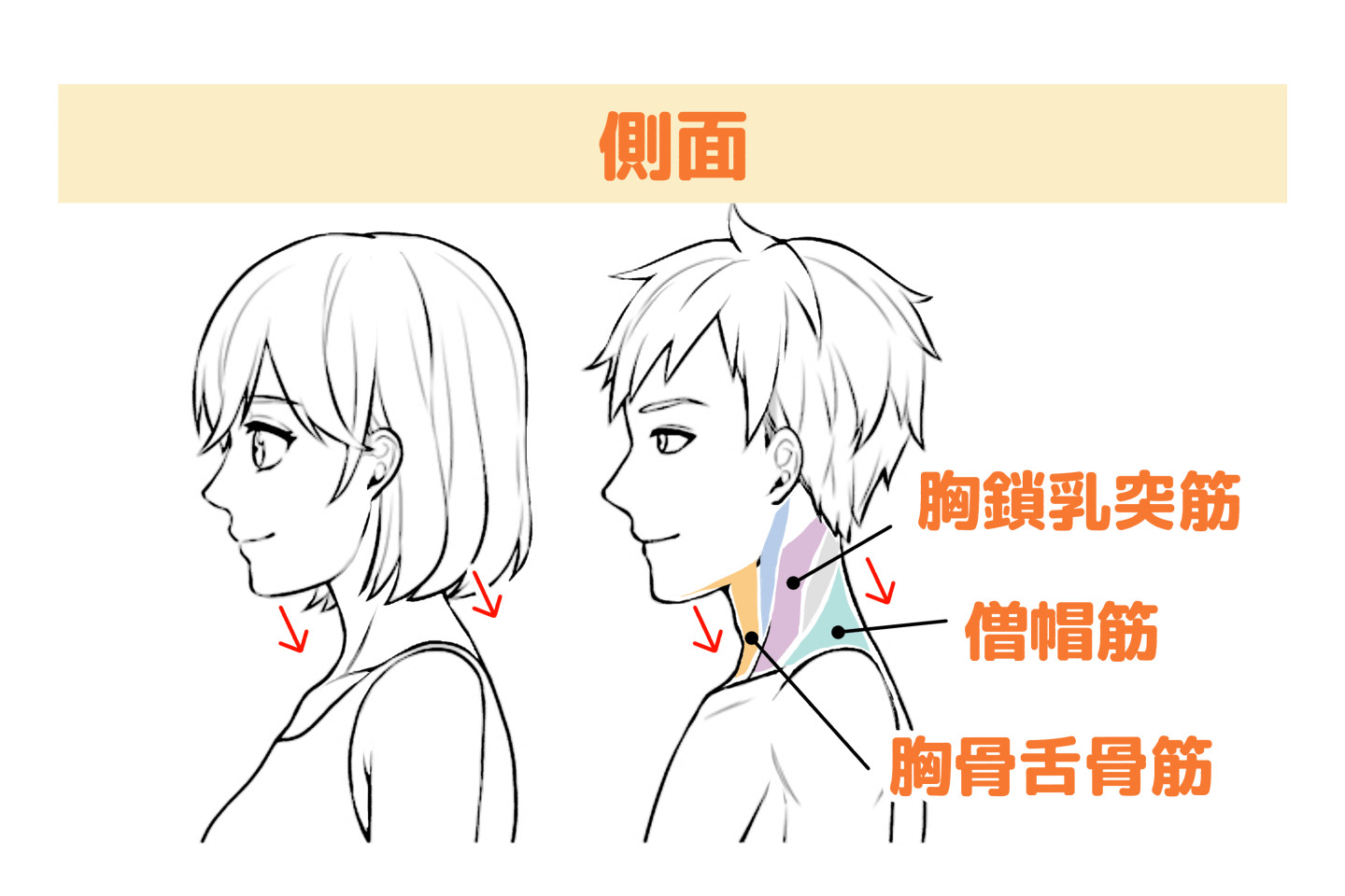 側面から見た首の付き方、繋がりについて