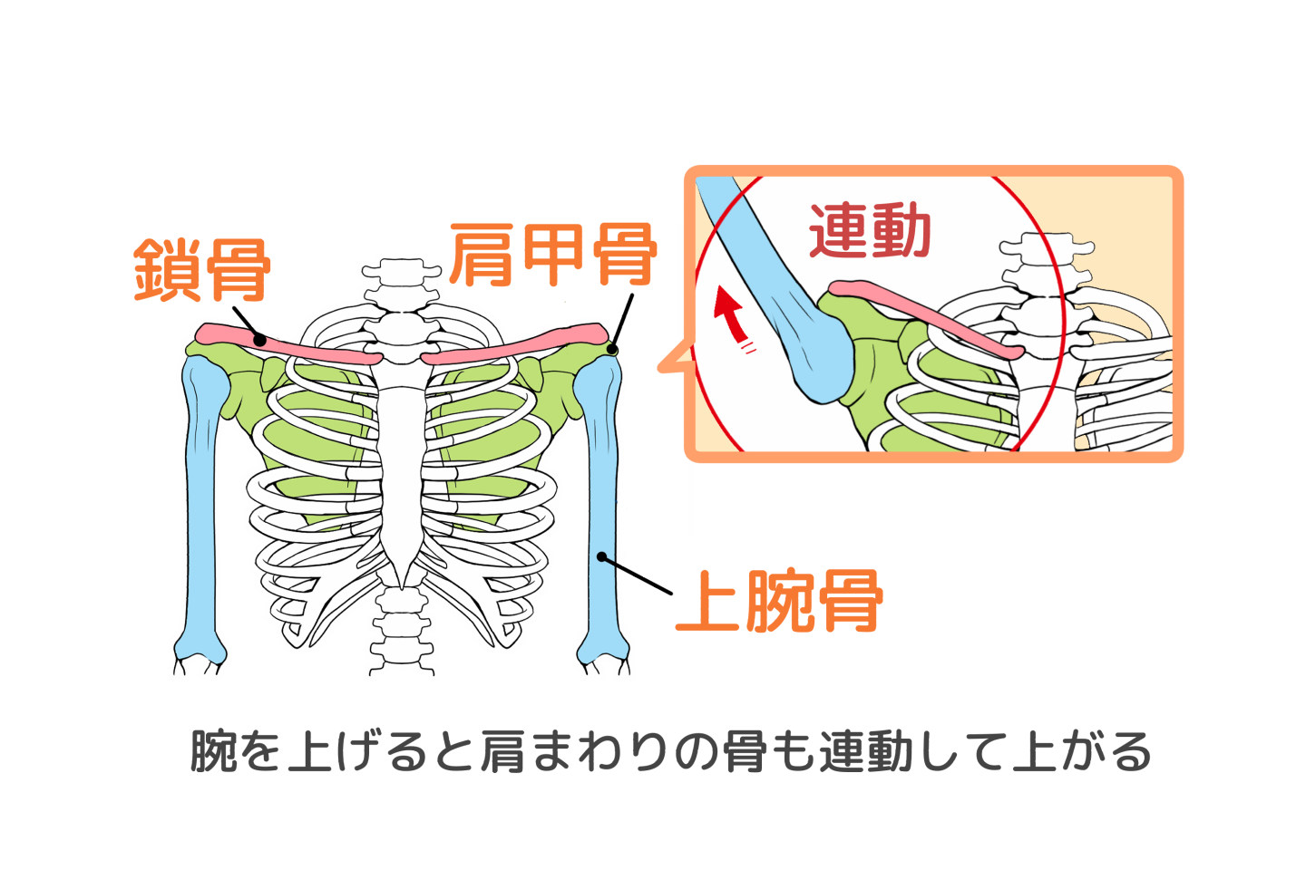 腕の連動について