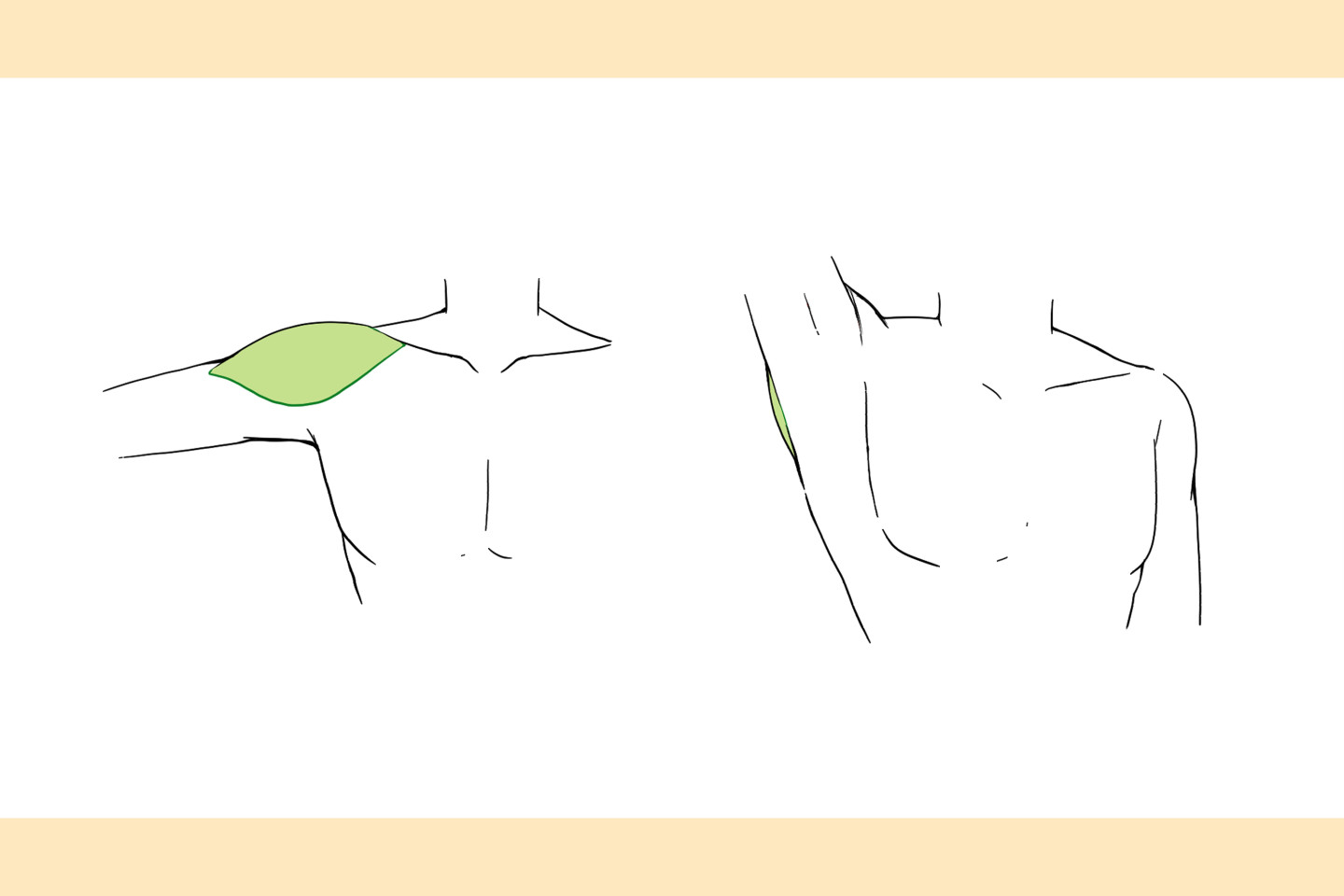 動きに応じた三角筋の見え方