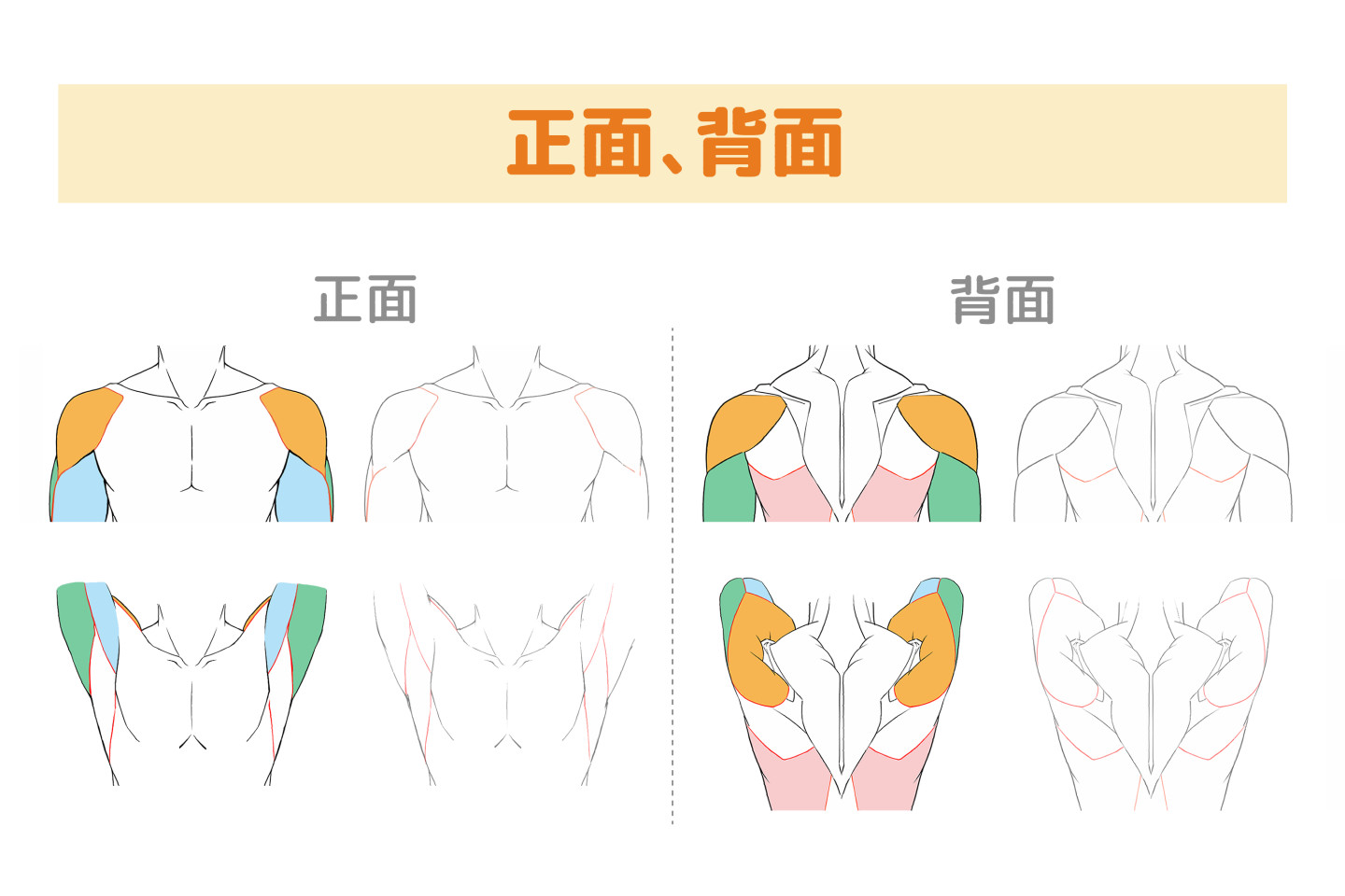正面の、手を下した状態と手を挙げた状態の肩の見え方