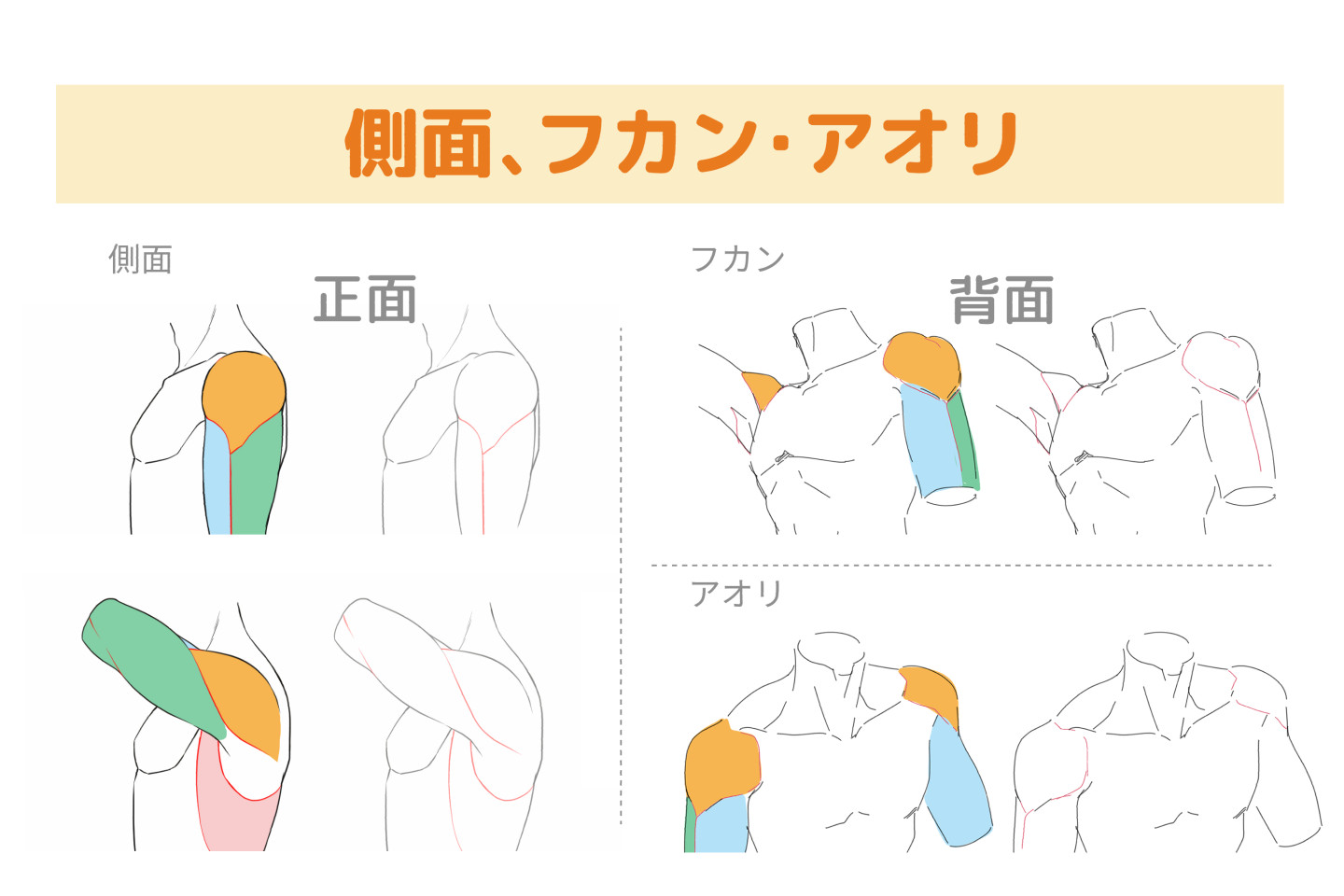正面の、手を下した状態と手を挙げた状態の肩の見え方
