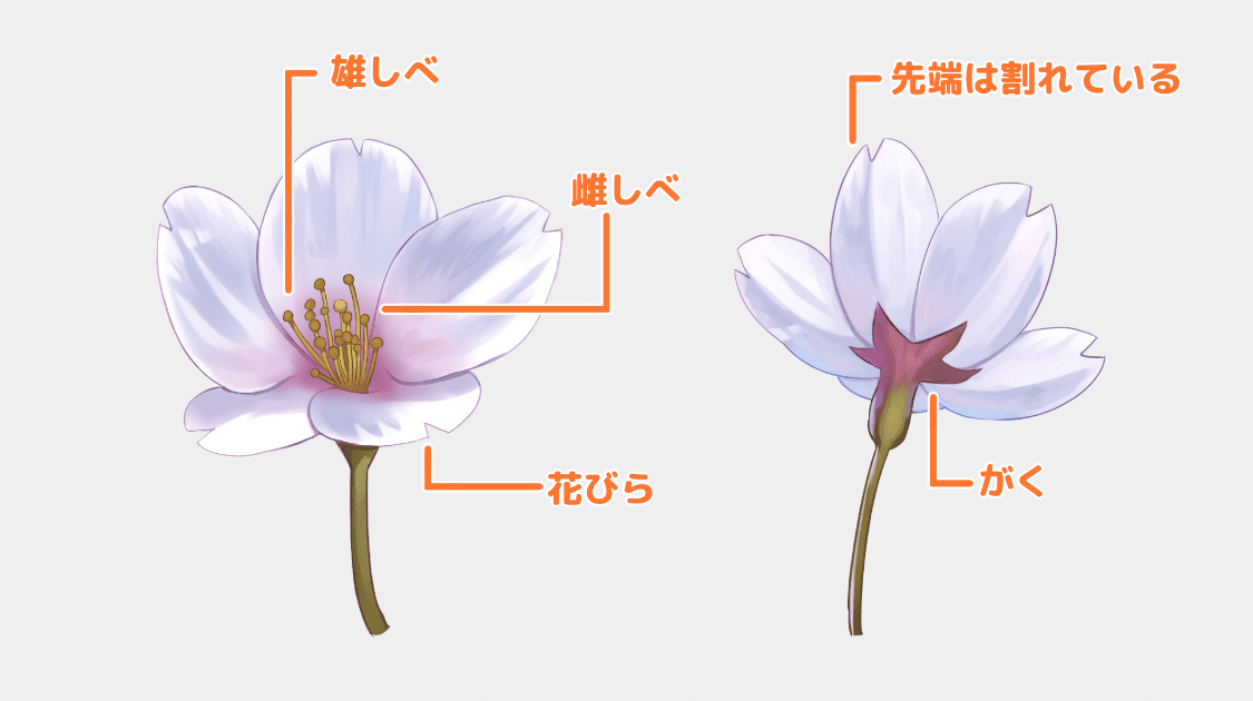 桜の花部分の名称