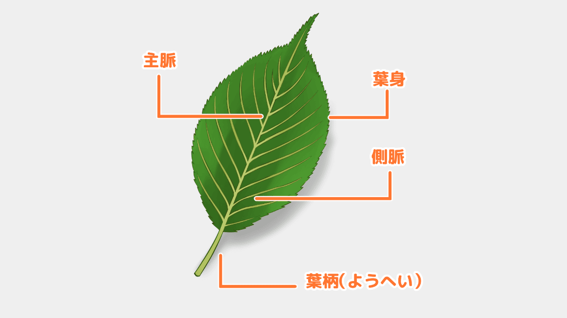 桜の葉部分の名称