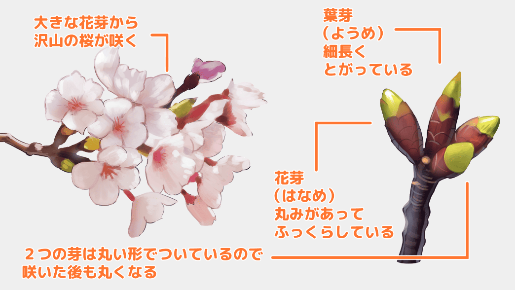 枝に生えた１房の桜を描いてみよう