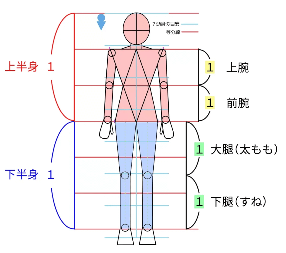 全身のバランスを記した基礎素体のイラスト