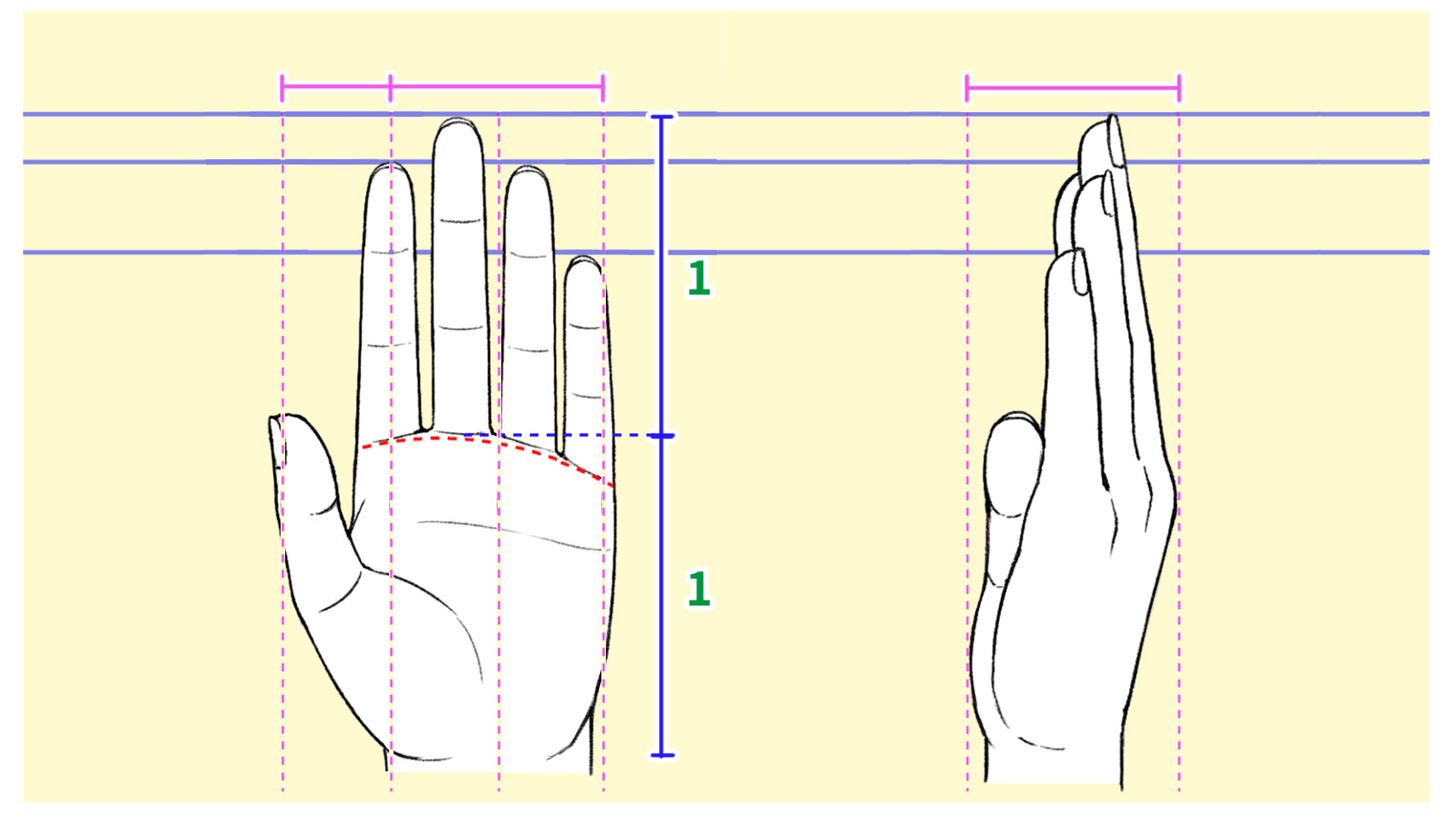 手の比率を知ろう