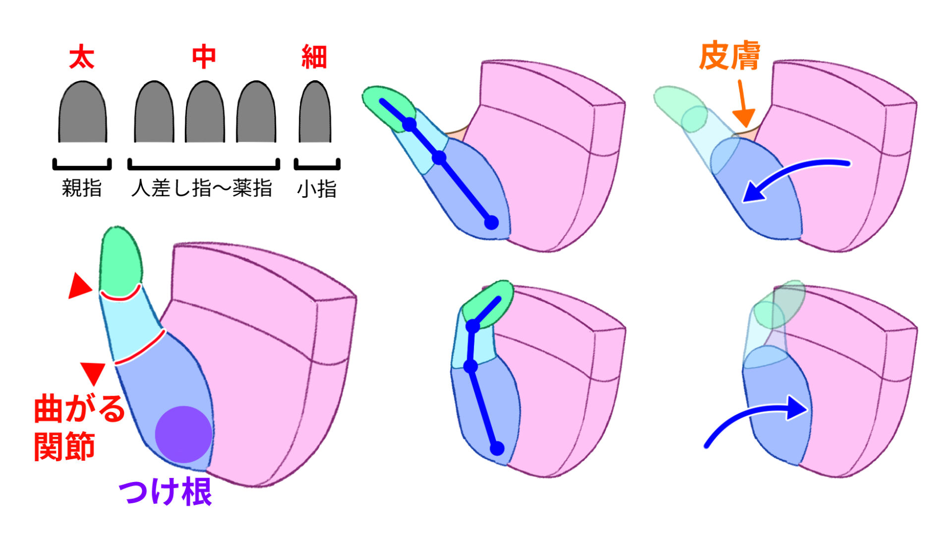 親指の特徴を知ろう