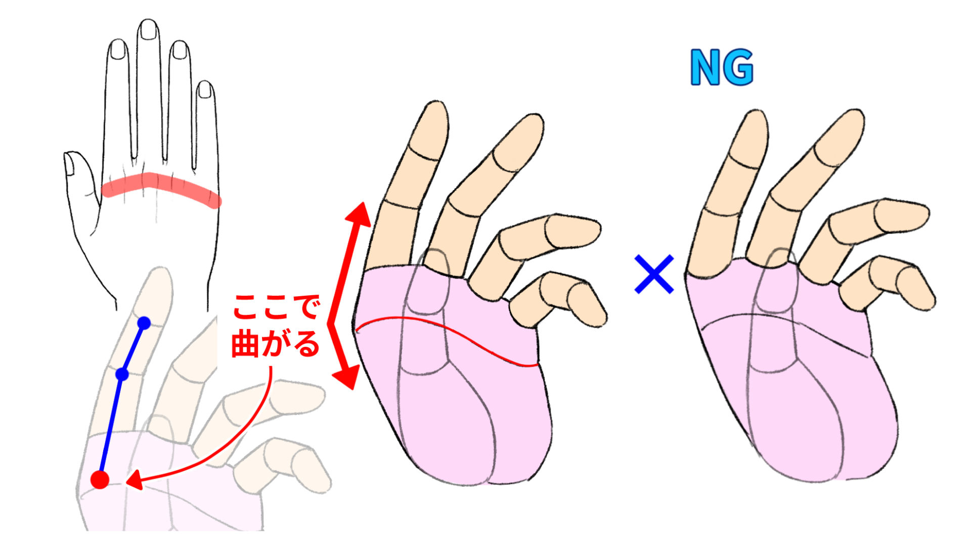 4本の指は甲の骨が出ている箇所を軸に曲がることを説明