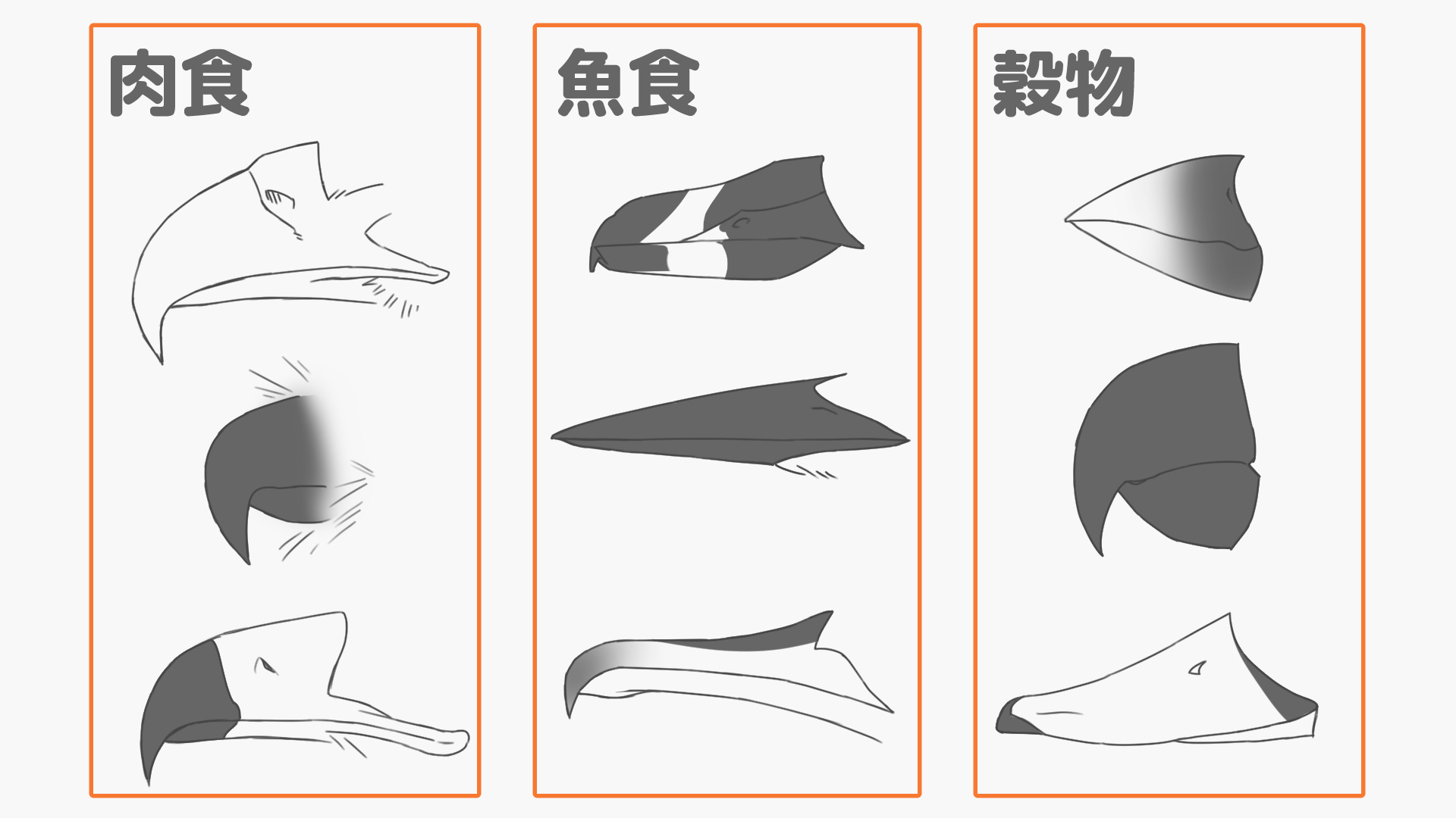様々な鳥のくちばし