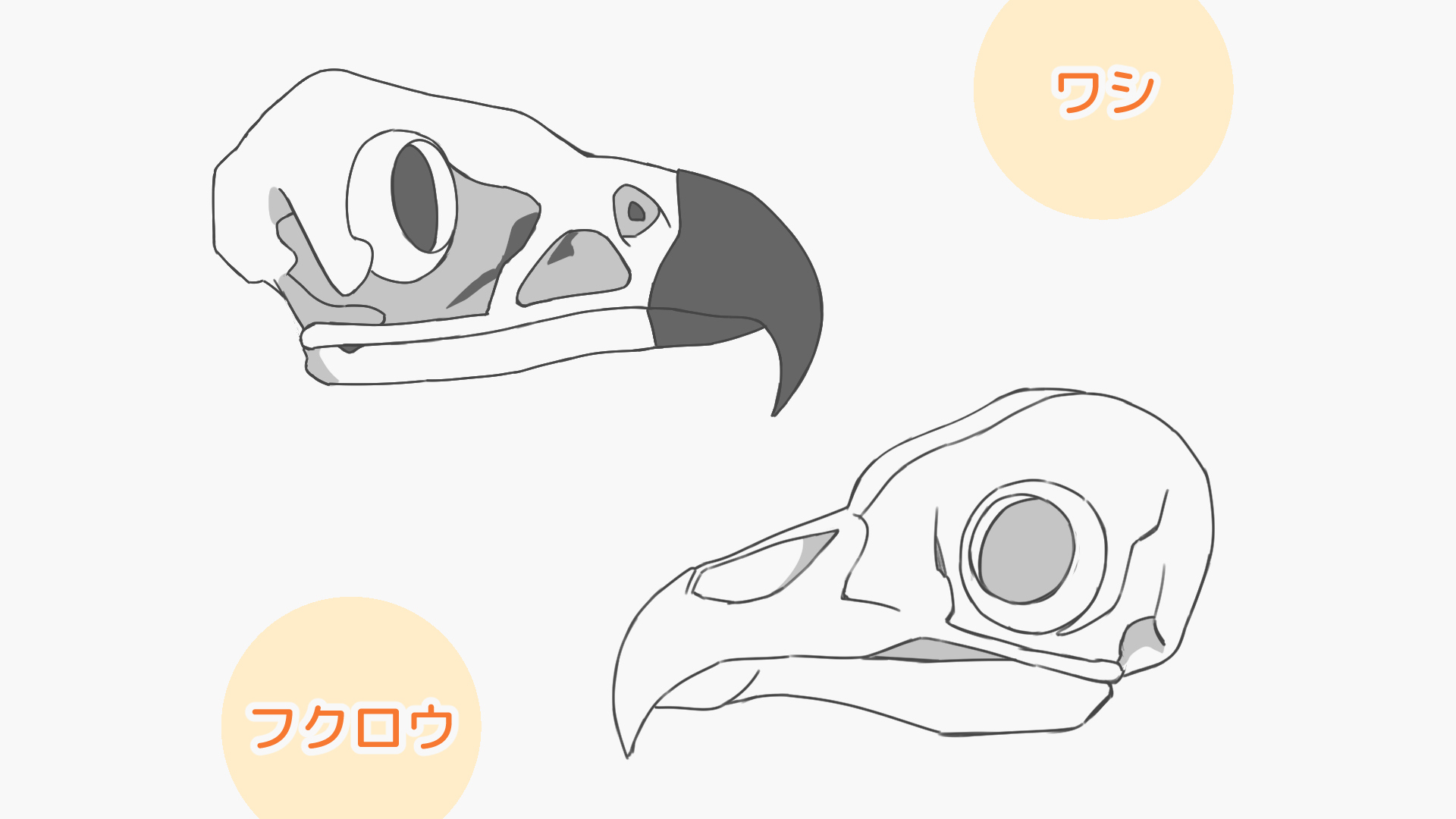 ワシとフクロウのくちばし