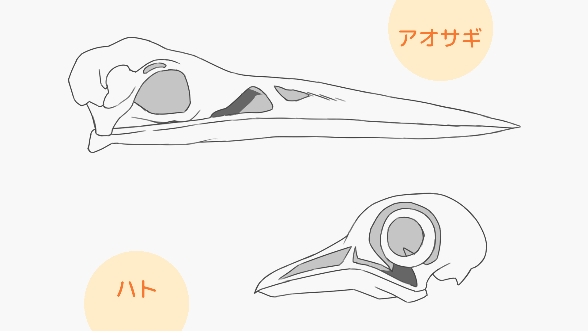 アオサギとハトのくちばし