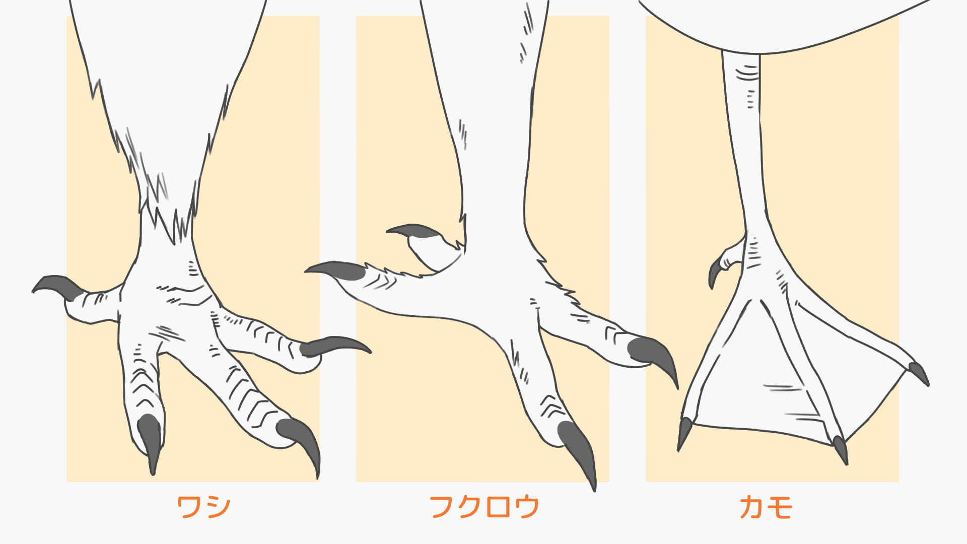 様々な鳥の足