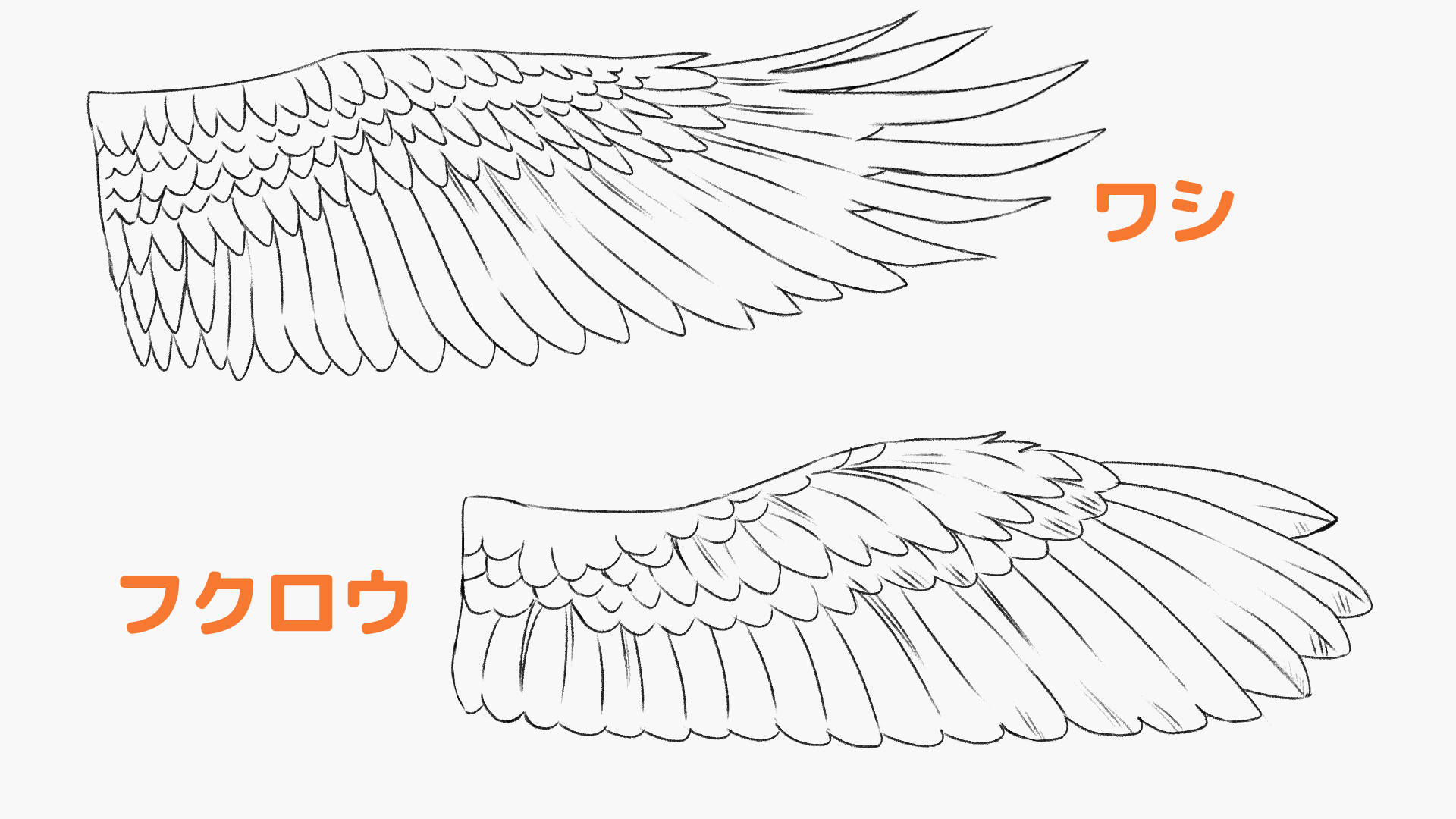 ワシとフクロウの羽