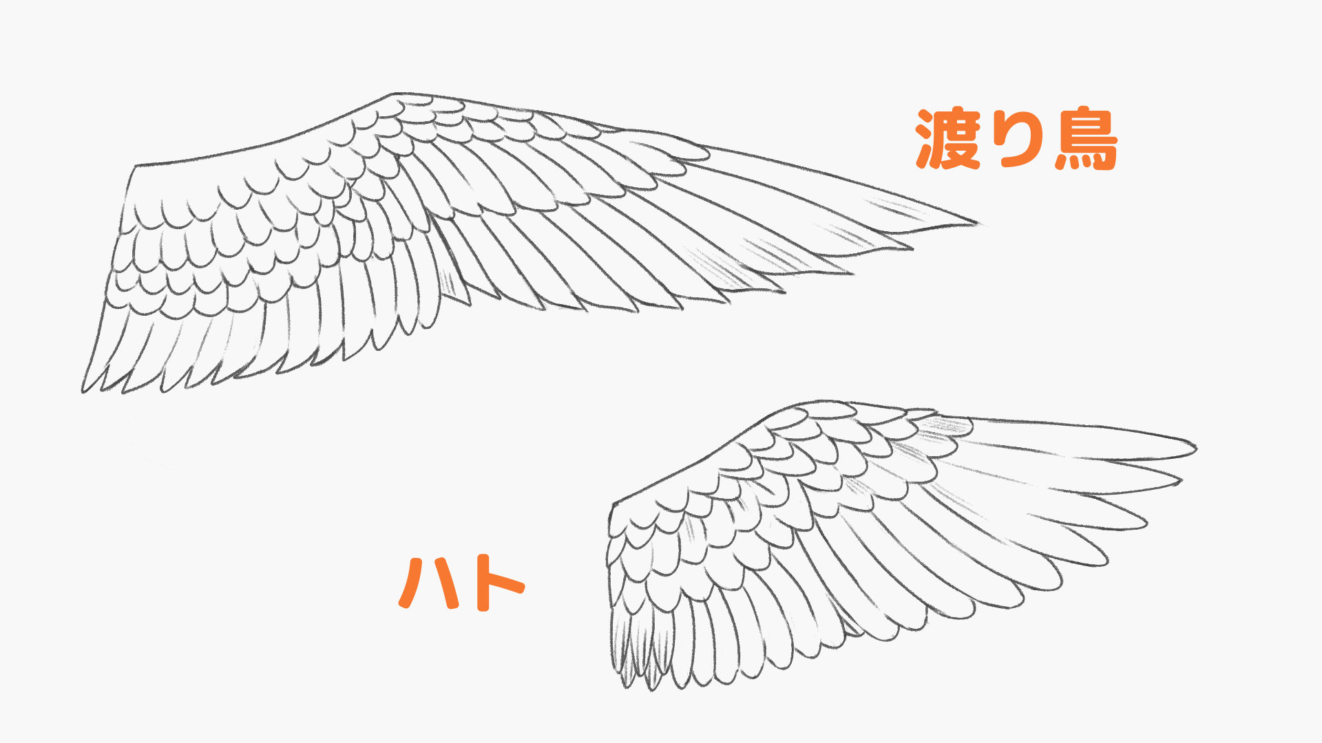 渡り鳥とハトの羽