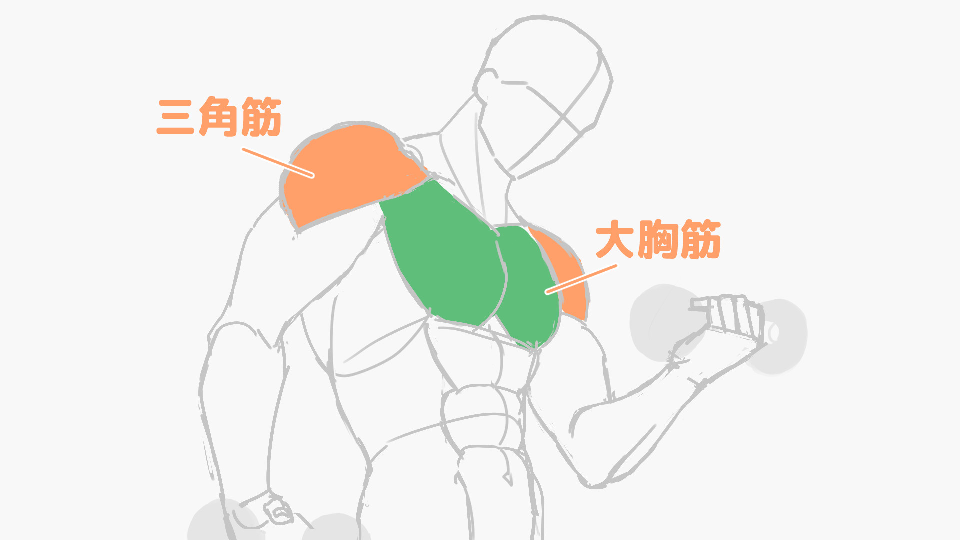 三角筋と大胸筋の解説