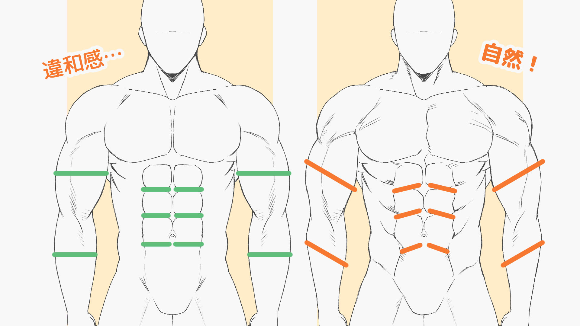筋肉の起伏は左右対称ではない