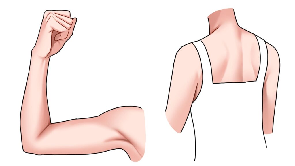 滑らかな筋肉の肌