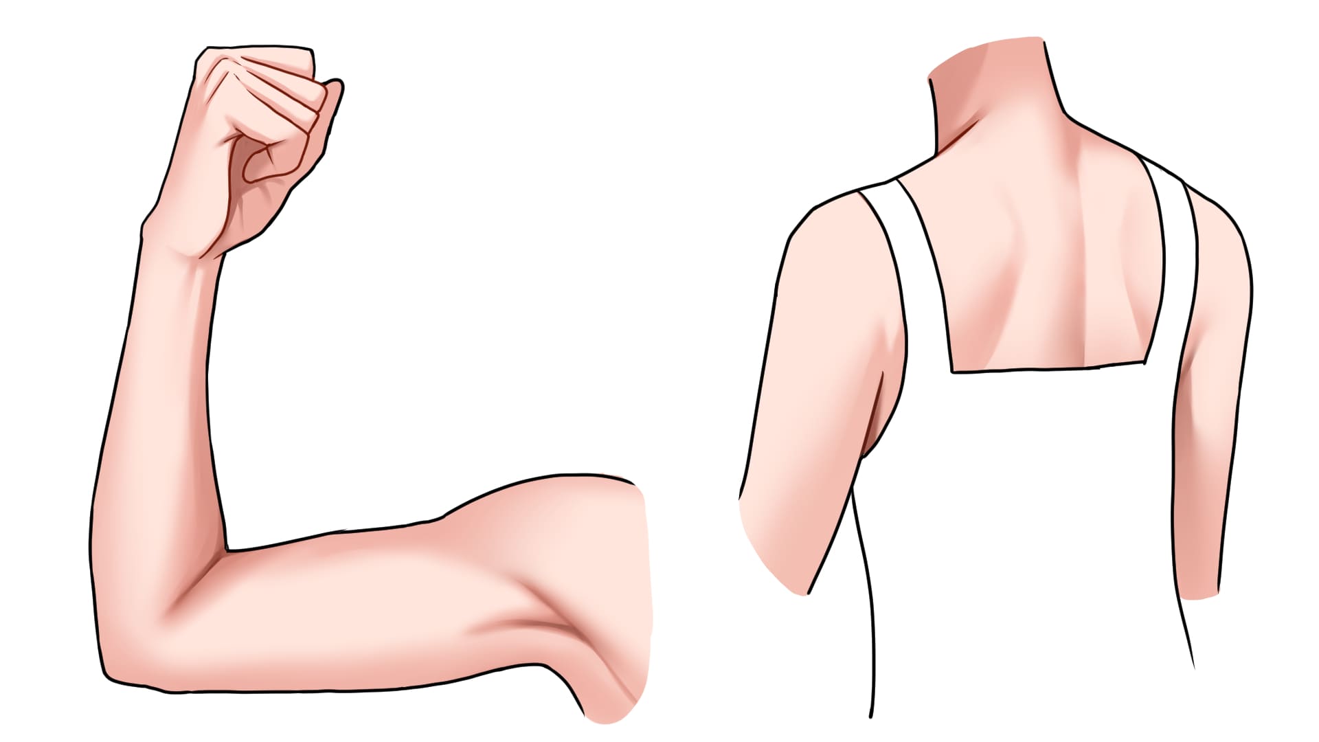 滑らかな筋肉の肌