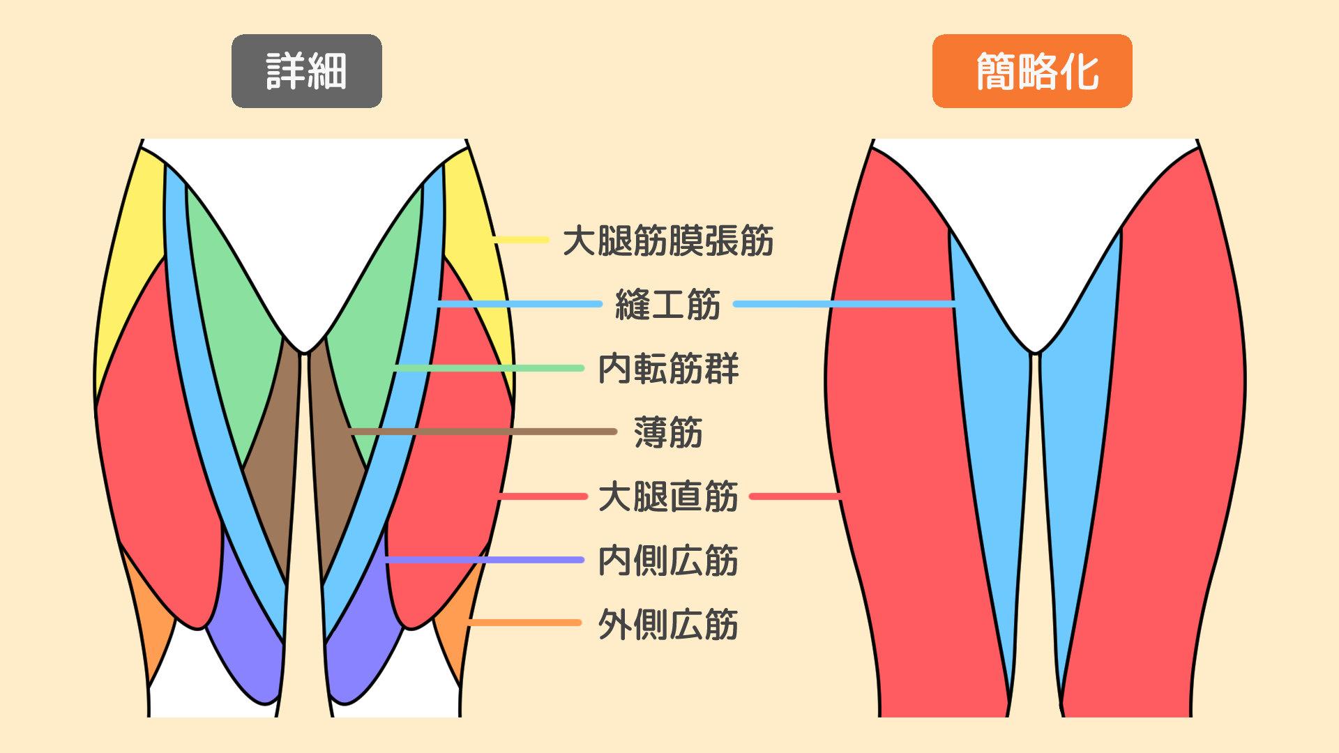 正面から見た太もも（手順画像 2）