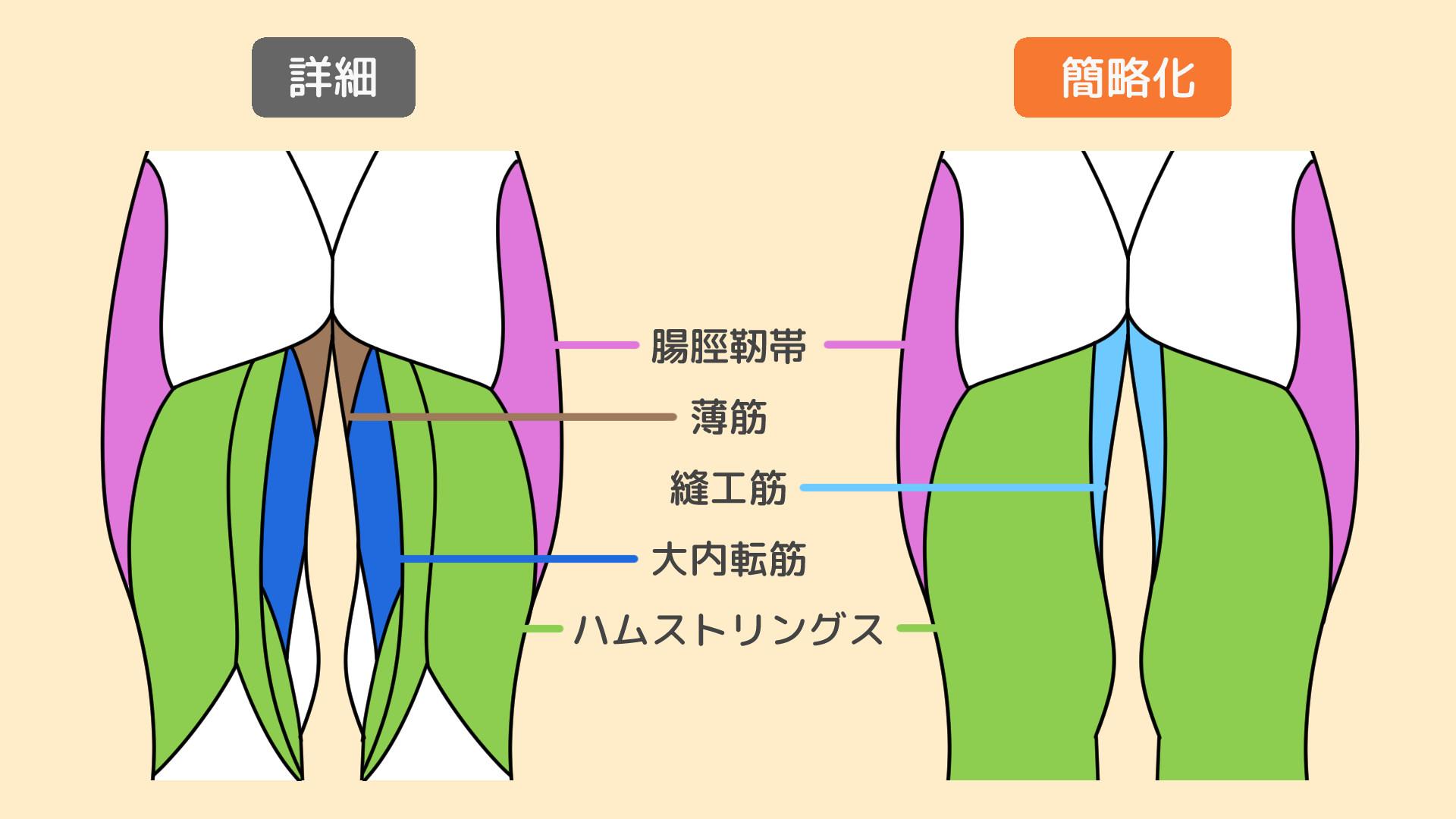 後ろから見た太もも（手順画像 3）