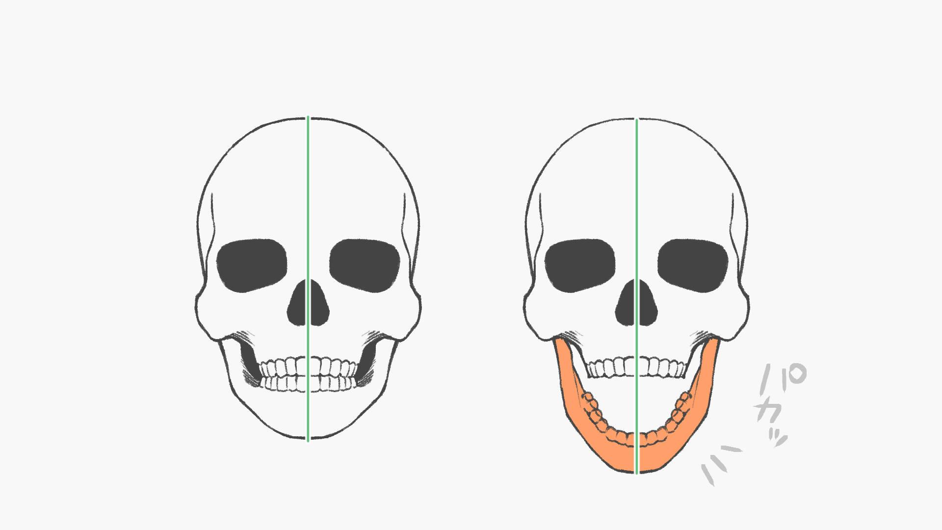 開口した時の骨格の動き(手順画像 2)